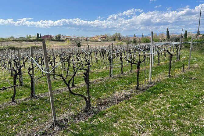 E-Bike tour with stop in the cellar in the Bardolino area - The Sum Up: Is This Tour Worth It?