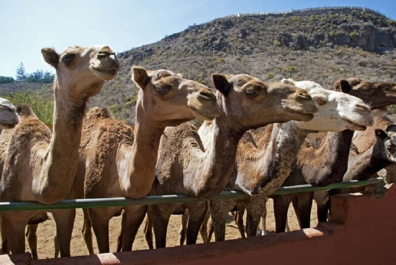 e-Scooter City Tour + Camel Ride inside Maspalomas Dunes - The Sum Up