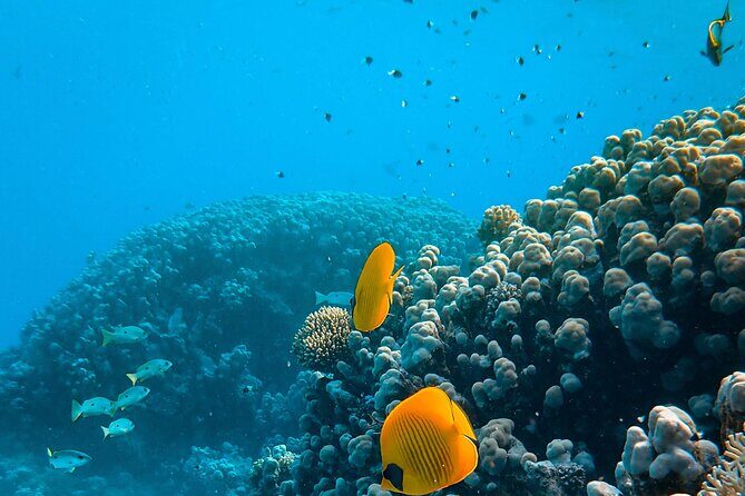 E-Scooter Snorkel With Photo and Video At Turtle Town - FAQ