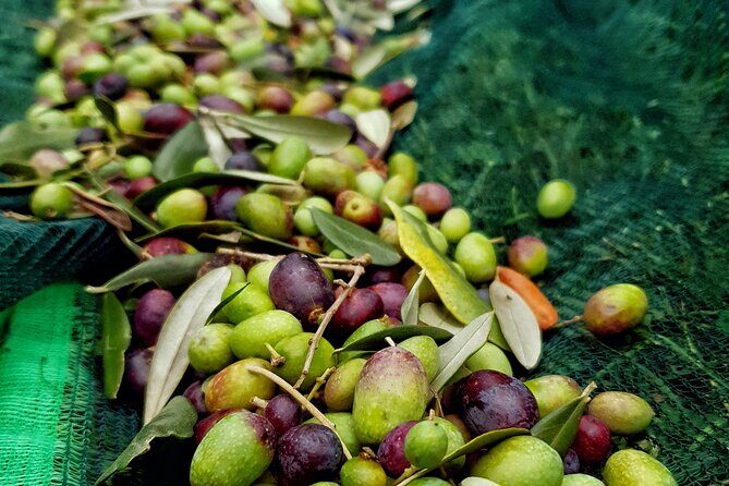 E.V.O. oil of Lake Como tasting+ food pairings - A Close Look at the Lake Como Olive Oil Tasting Tour