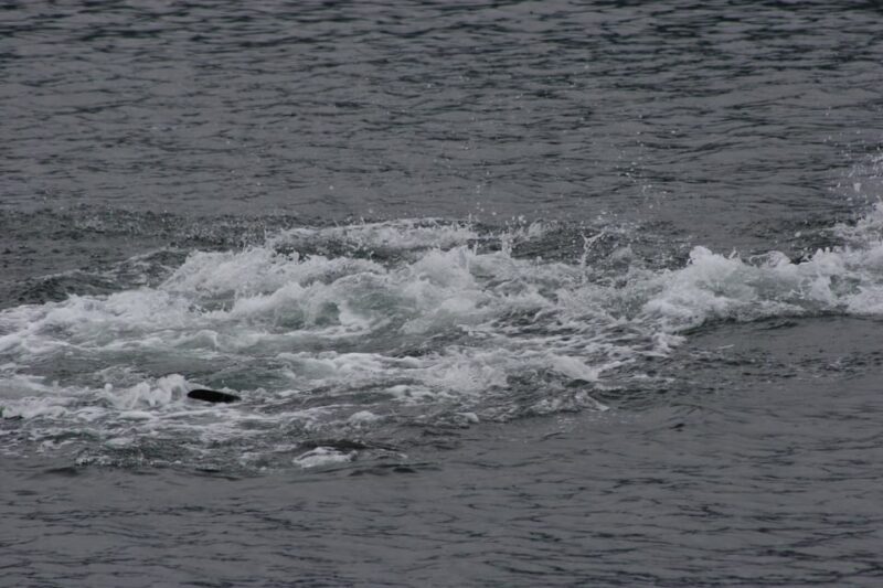 Ear Mountain Charters tours: whale watching or fishing - Final Thoughts