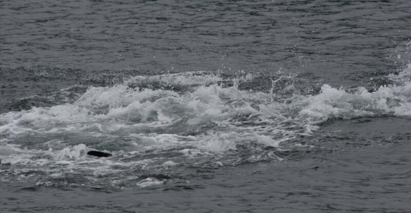 Ear Mountain Charters tours: whale watching or fishing - FAQs