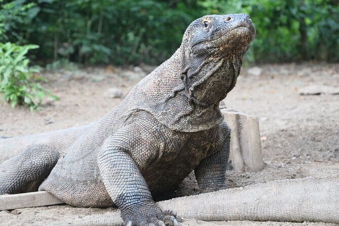 Early Bird Speedboat Group Tour : Explore Komodo Ahead of Crowds - Who Should Book This Tour?
