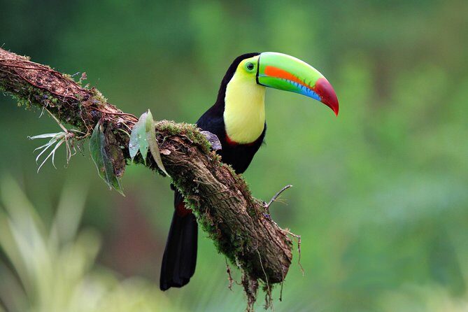 Early Bird Watching Tour - Experience the Birds of La Fortuna on an Early Morning Tour