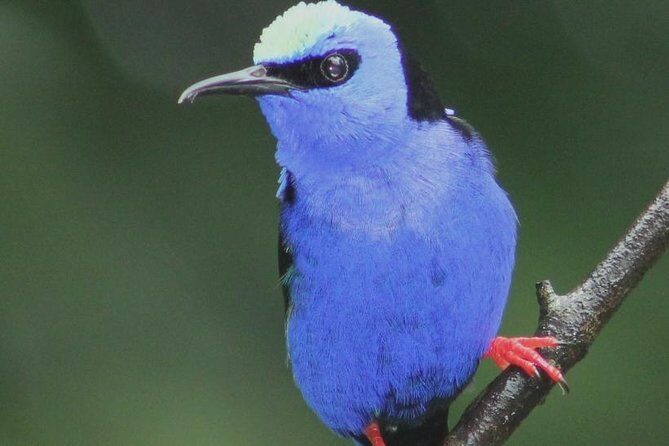 Early Bird Watching Tour - Key Points