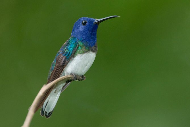 Early Bird Watching Tour - FAQs