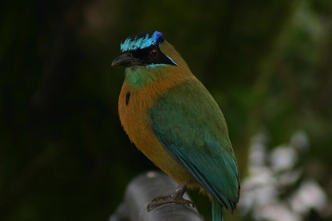 Early Bird Watching Tour - Guanacaste - Discover Costa Rica’s Birdlife on an Early Morning Tour in Guanacaste