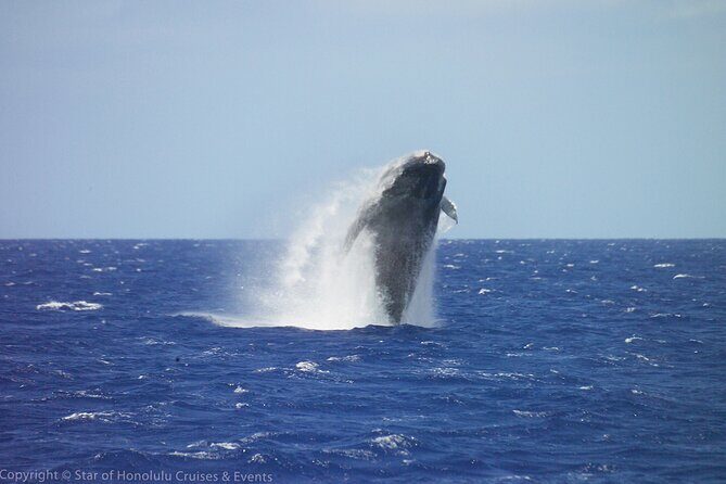 Early Bird Whale Watching Cruise from Waikiki - Early Bird Whale Watching Cruise from Waikiki: A Deep Dive into Oahu’s Marine Life