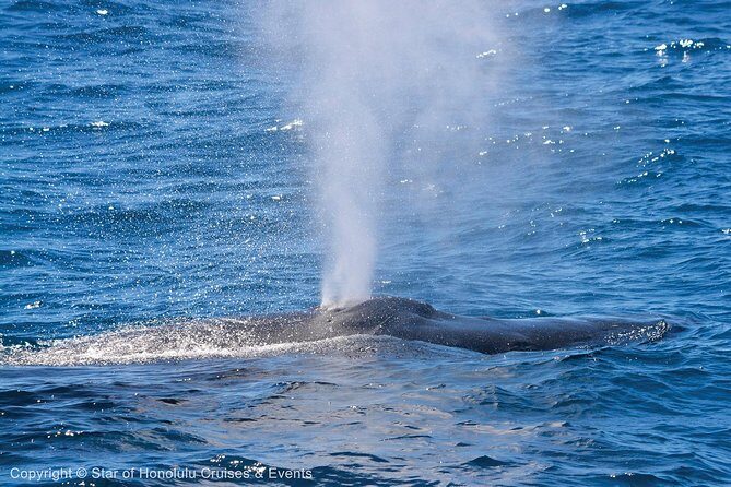 Early Bird Whale Watching Cruise from Waikiki - FAQ