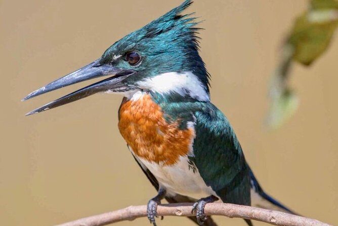 Early Morning Bird Watching Tour - Key Points