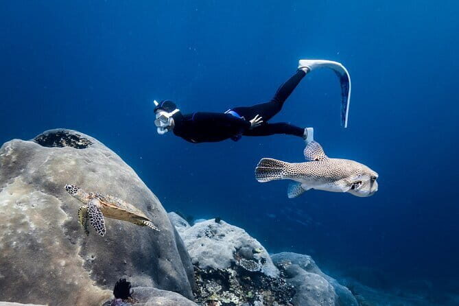 East Coast of Nusa Penida Private Snorkeling - An In-Depth Look at the East Coast Snorkeling Tour