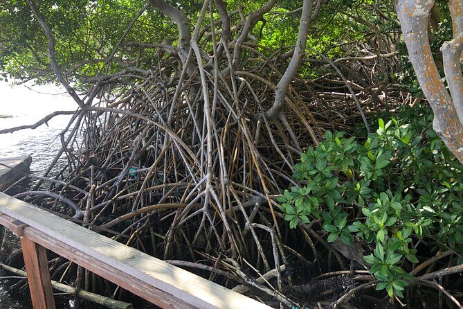 East Coast Private Island Day Trip Kayak & Picnic Experience - Who Should Consider This Tour?