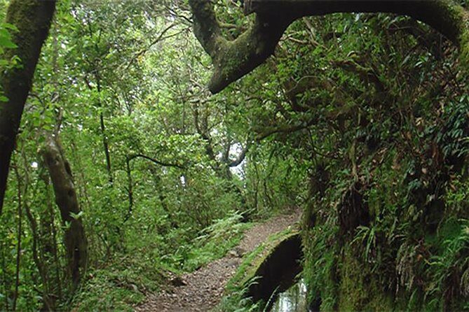 EAST: Pico do Arieiro & Laurissilva Forest - Full Day tour - Final Thoughts