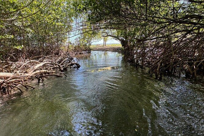 East Side Mangrove Tunnel wildlife encounter private Adventure - Practical Tips for Travelers