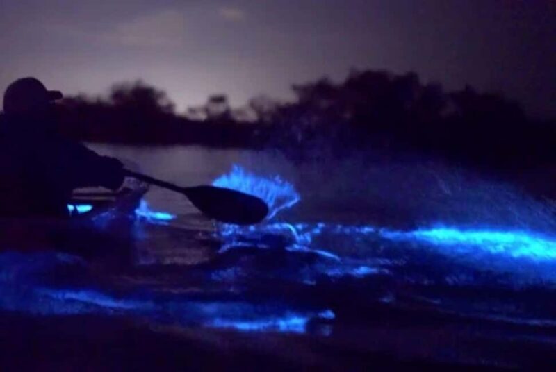 Eastsound: Orcas Island Bioluminescent Kayak Tour - The Sum Up: Who Should Consider This Tour?