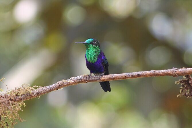 Easy Birdwatching in Cali Colombia (4 Hours) - Easy Birdwatching in Cali Colombia (4 Hours): An Enthusiast’s Guide to a Peaceful Escape