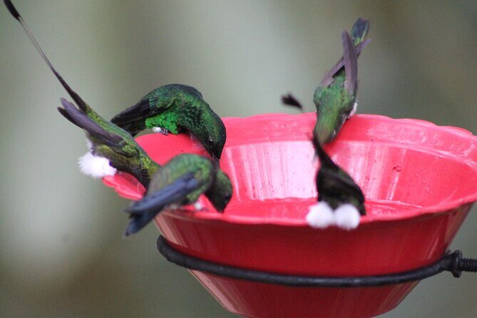 Easy Birdwatching in Cali Colombia (4 Hours) - Why This Tour Offers Great Value