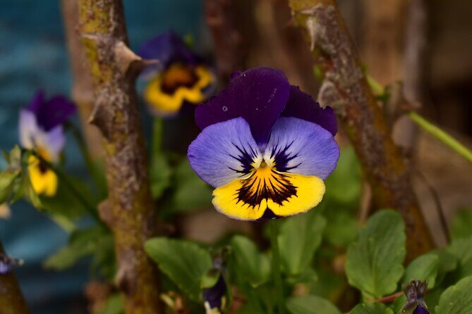 Easy Walk to Finca La Montaña and Short Tour in Salento - The Return and Included Extras