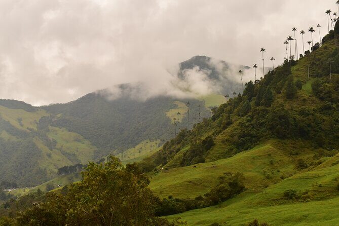 Easy Walk to Finca La Montaña and Short Tour in Salento - Practical Details and Considerations