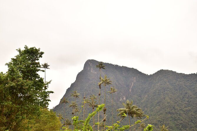 Easy Walk to Finca La Montaña and Short Tour in Salento - Authentic Experiences That Make a Difference