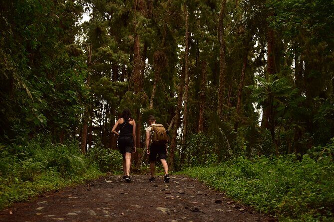 Easy Walk to Finca La Montaña and Short Tour in Salento - Who Should Consider This Tour?