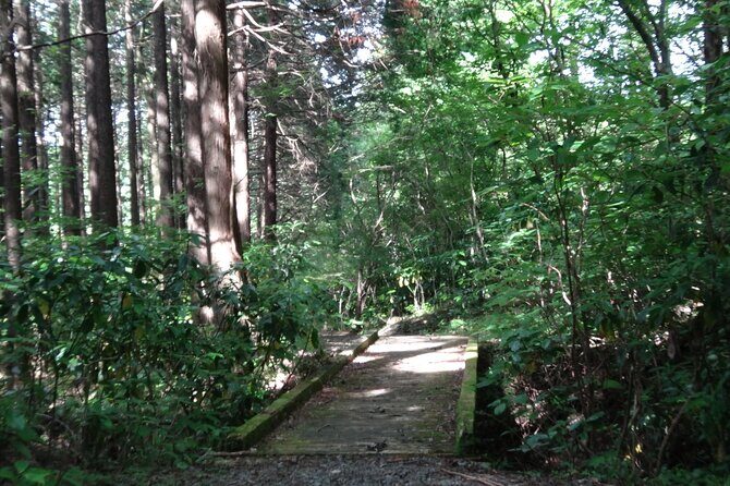 Easygoing Nature Walk in Hakone Tour - Who Should Consider This Tour?