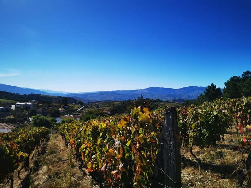 Eat in the vineyards like a Duriense - A Deep Dive into the Experience