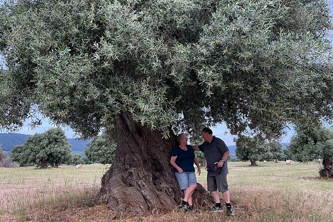 Ebike Tour Millennials Olive Trees Park with Aperitif - The Sum Up