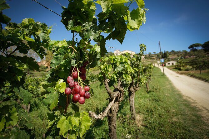 Ebike Tour, Winery, Wine Tasting & Sailing Experience(car option) - FAQs
