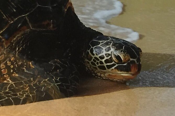 Eco-adventure friendly Aloha Island Tour - FAQ