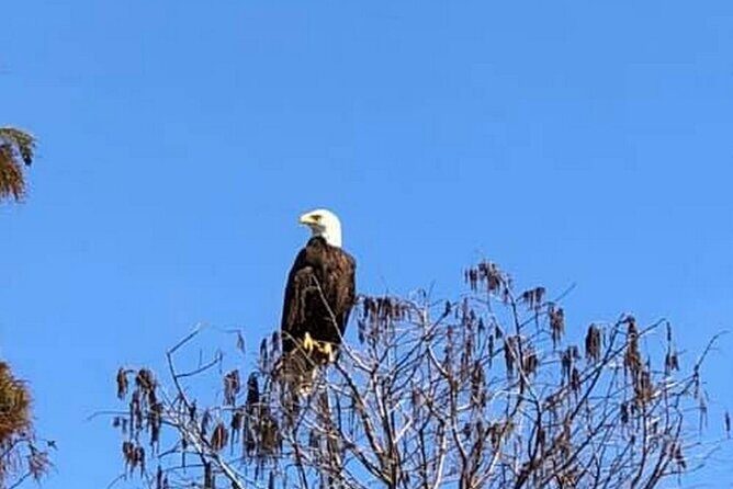 Eco Adventure Scenic Wildlife Boat Cruise - Who Will Love This Tour?