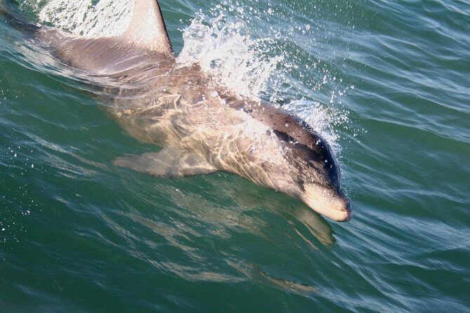 Eco and Dolphin Watch Tour of South Padre Island - The Experience in Detail