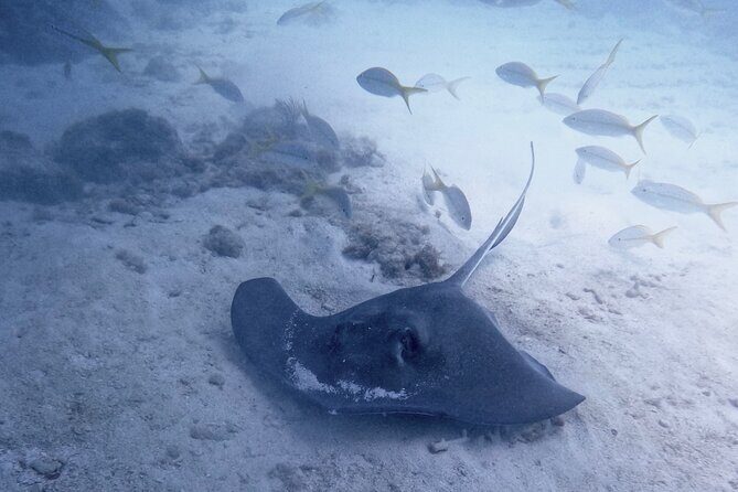 Eco Conscious Reef Diving with Southpoint Divers - An In-Depth Look at the Eco-Conscious Reef Tour