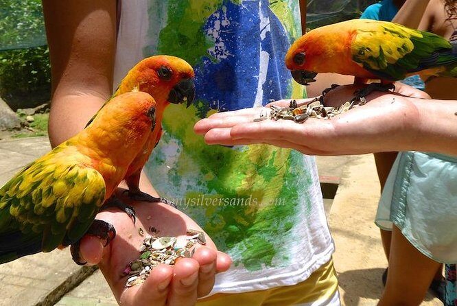 Eco Explorers Waterfall, Rainforest, local Shopping with lunch - Discovering Ocho Rios: A Practical Guide to the Tour