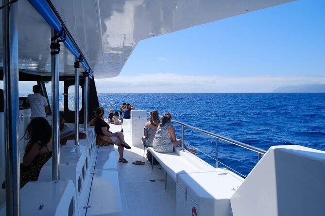 Eco-Friendly Catamaran Dolphin and Whale Watching - A Deep Dive into the Experience