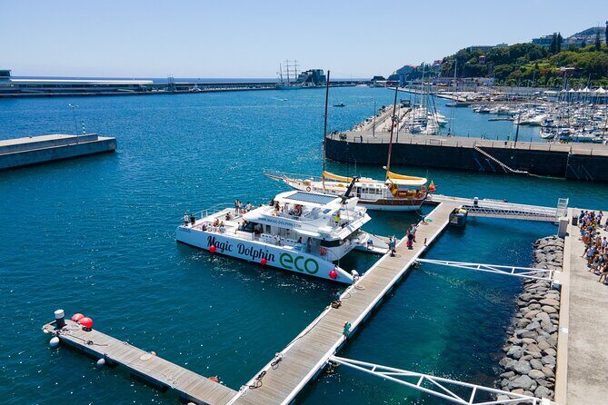 Eco-Friendly Catamaran Dolphin and Whale Watching - The Sum Up: Why This Tour Stands Out