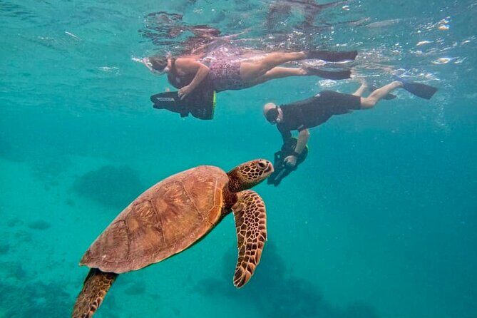 Eco Friendly Sea Scooter Turtle Tour in Rarotonga - Exploring Rarotonga’s Marine Life with the Eco-Friendly Sea Scooter Turtle Tour