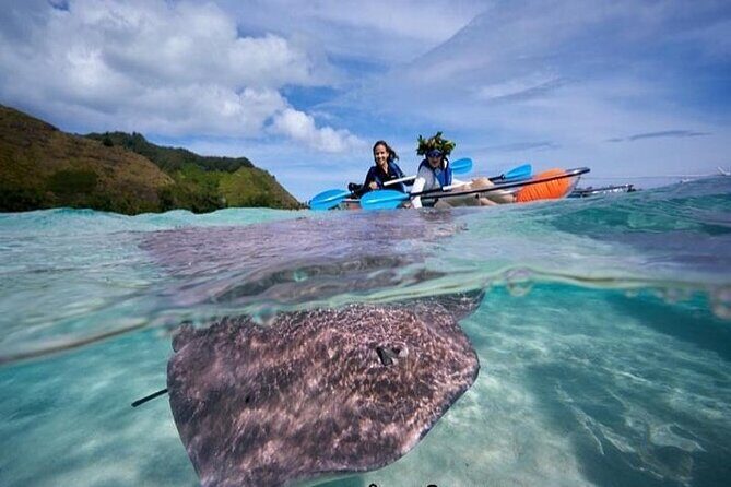 Eco guided excursion to the lagoon of Moorea in a transparent kayak Afternoon 2h - Why This Tour Stands Out