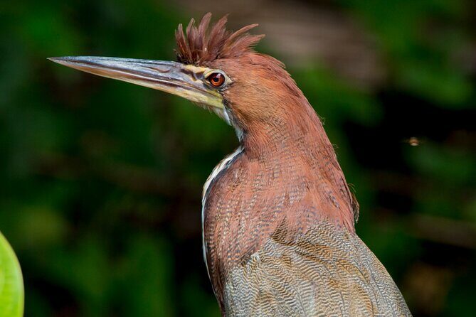 Eco Jungle - 2 Days / 1 Night - In-Depth Analysis for the Curious Traveler