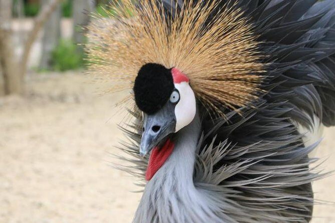 Eco Plan National Aviary and Lunch in Playa Mambo Beach Barú - A Closer Look at the Tour: Nature Meets the Beach
