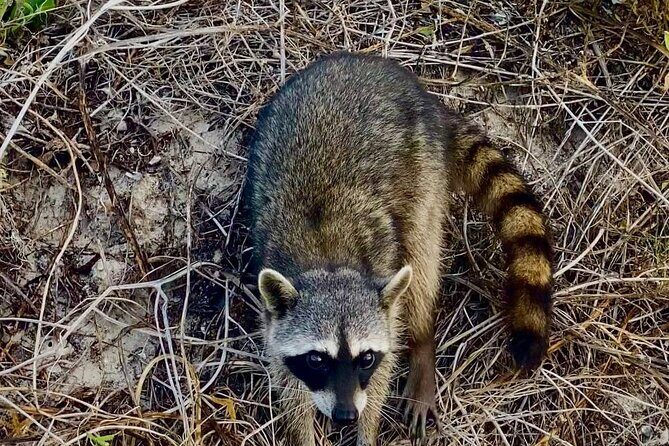 Eco Safari through the Ria Lagartos Natural Park - Relaxing Swim at Río Lagartos Beach
