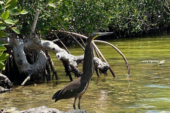 Eco Safari through the Ria Lagartos Natural Park - Practical Considerations and Value