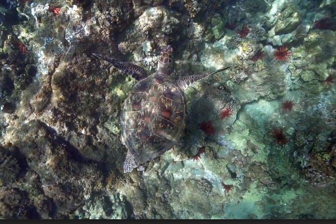 Eco Sea Scooter Guided Beach Tour From The Famous Kapalua Bay - Key Points