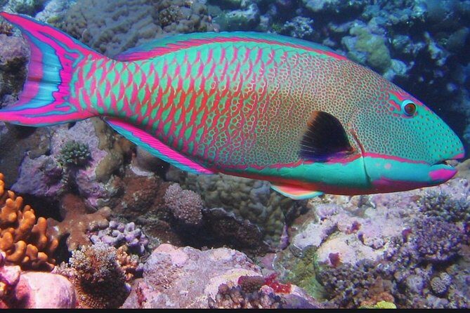 Eco Sea Scooter Guided Beach Tour From The Famous Kapalua Bay - Why This Tour Offers Great Value