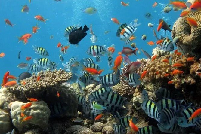 Eco Sea Scooter Guided Beach Tour From The Famous Kapalua Bay - Who Should Book This Tour?