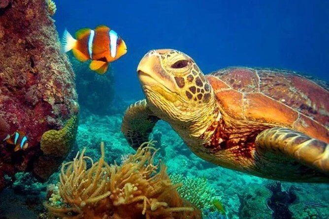 Eco Sea Scooter Guided Beach Tour From The Famous Kapalua Bay - Frequently Asked Questions