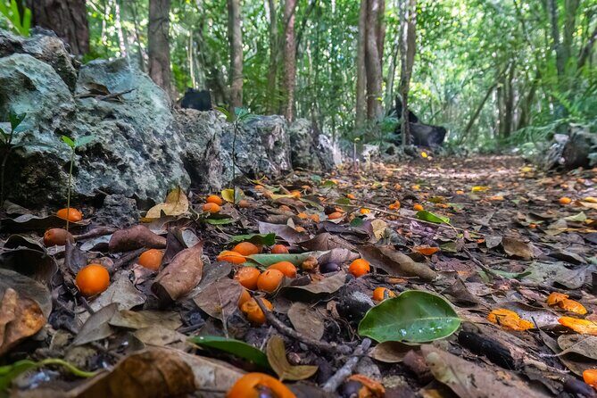 Eco Tour in the Cenotes Indigenous Eyes in Punta Cana - Who Should Consider This Tour?