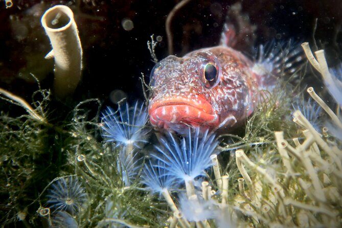 Eco - Try Dive - An In-Depth Look at the Eco - Try Dive Experience