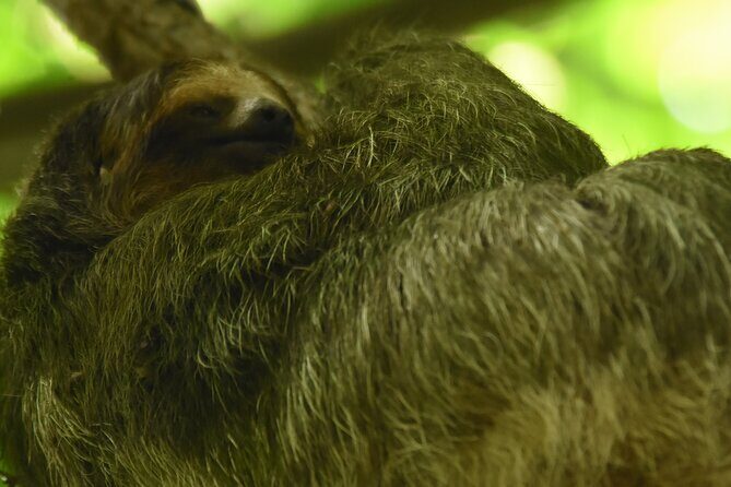 Ecocentro Danaus Nature walk and search for sloths - Ecocentro Danaus Nature Walk and Search for Sloths: A Close-Up with Costa Rica’s Iconic Wildlife
