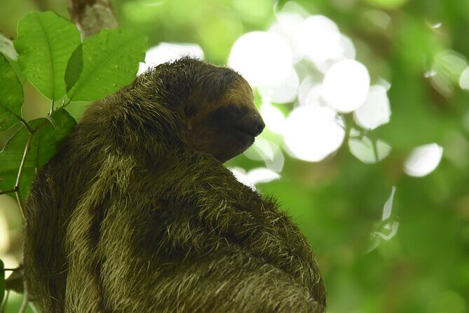Ecocentro Danaus Nature walk and search for sloths - FAQ
